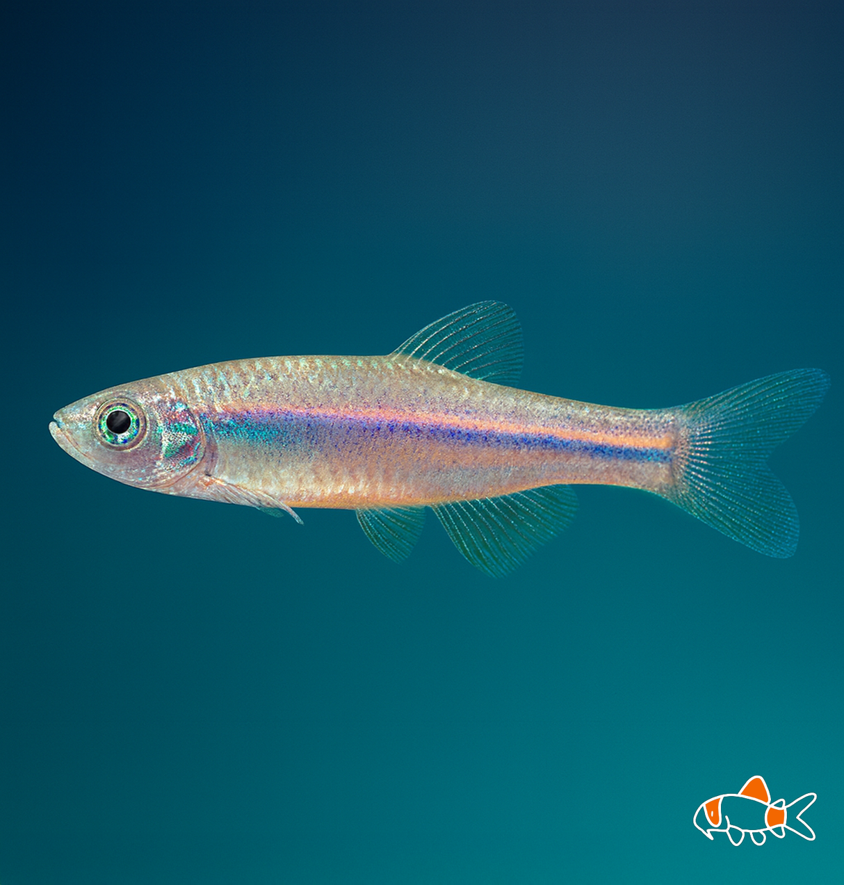 Pearl Danio | Imported