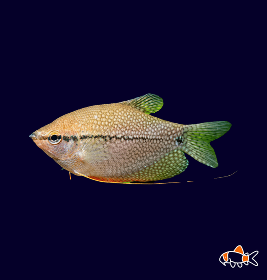 Pearl Gourami