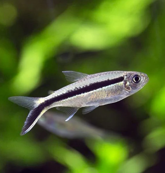 Penguin Tetra