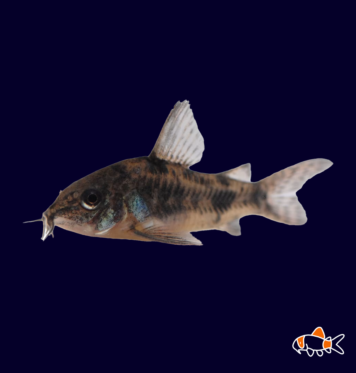 Peppered Cory (Corydoras Paleatus) | NZ Bred