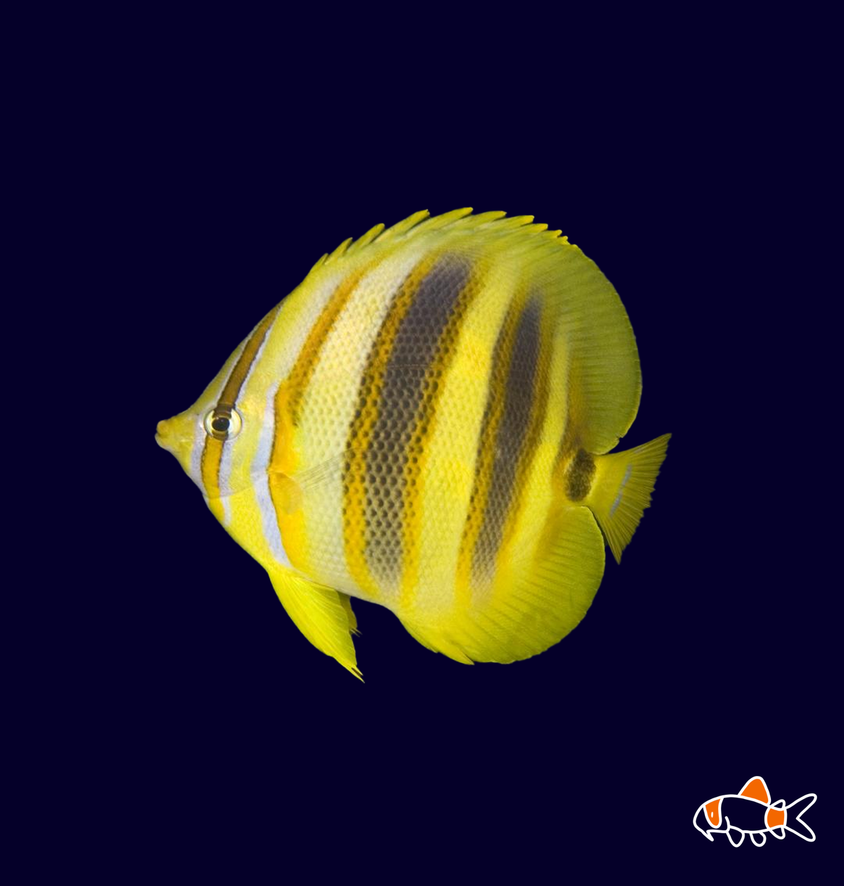 Rainford Butterfly (Chaetodon rainfordi)