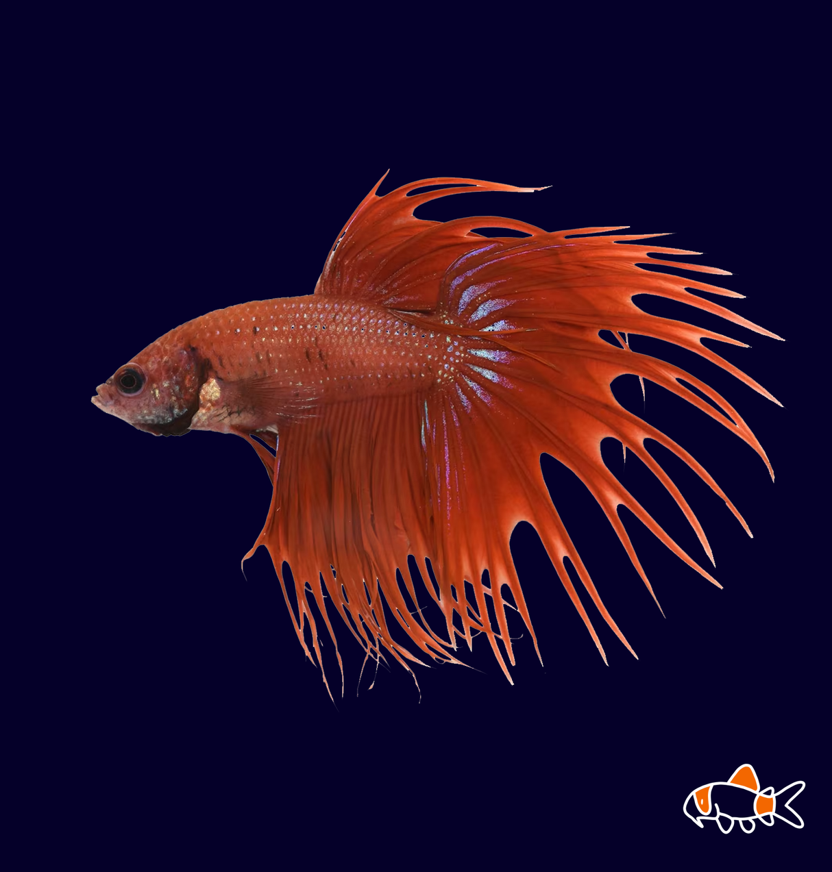 Crowntail Betta Male (Betta splendens)