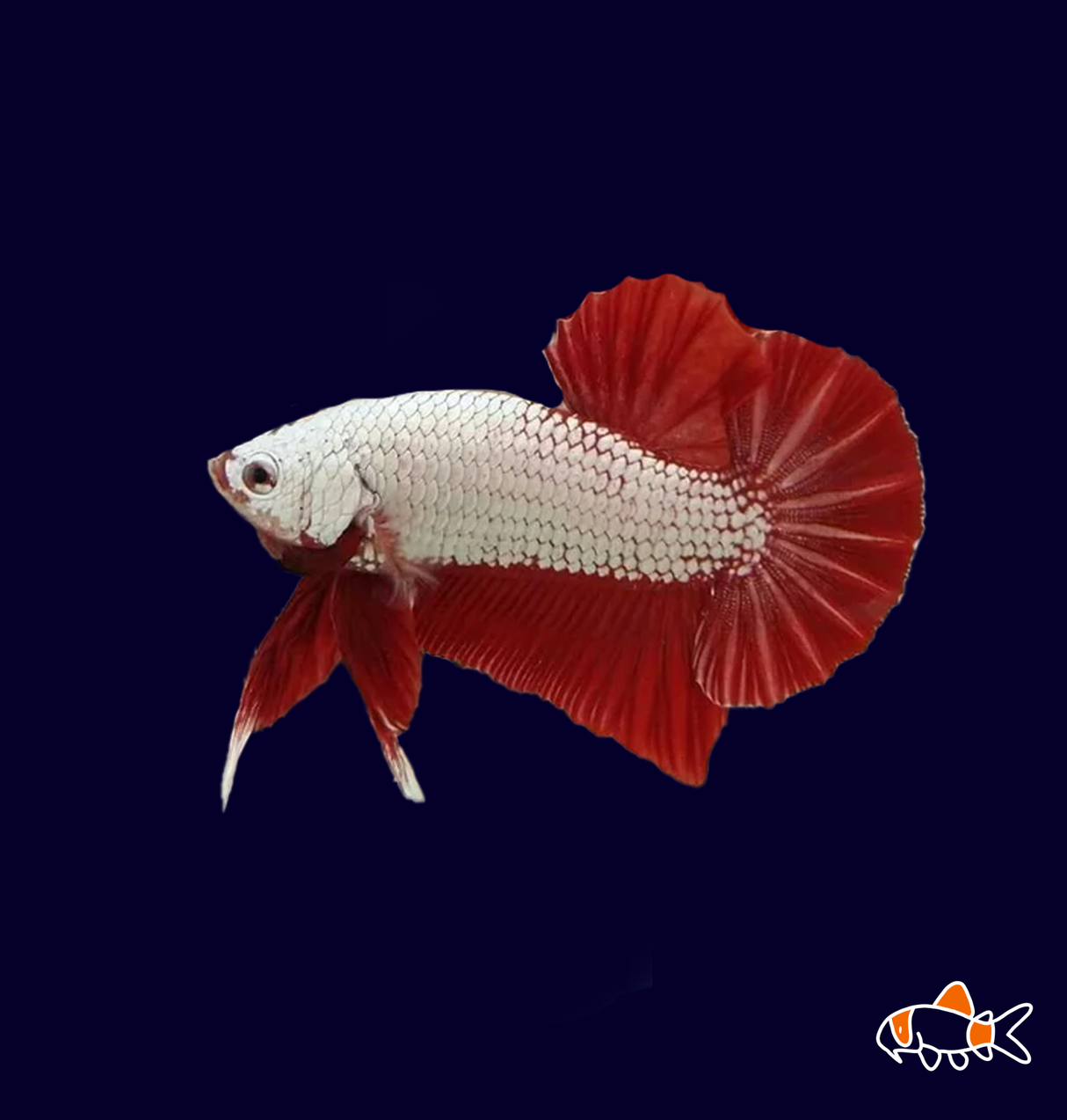 Red Dragon HMPK Male Betta (Betta splendens)