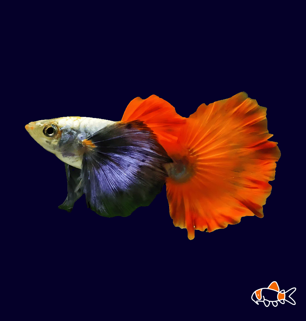 Red Magano Dumbo Guppy (Poecilia Reticulata)