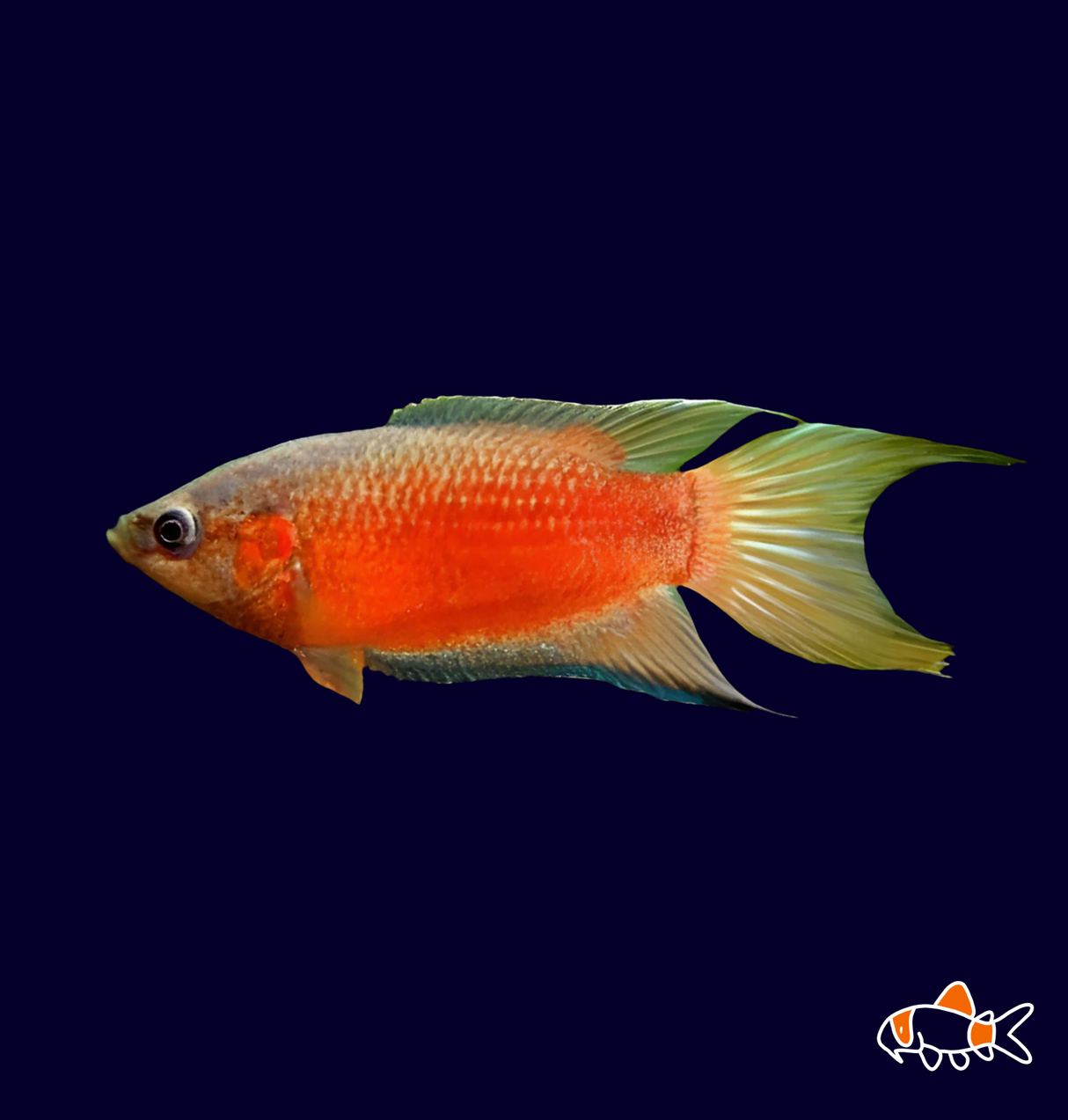 Red Paradise Fish (Macropdus Opercularis)