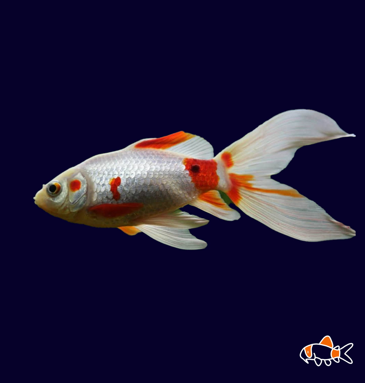 Red & White Comet - Goldfish