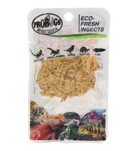 Pro Bugs Riceworm