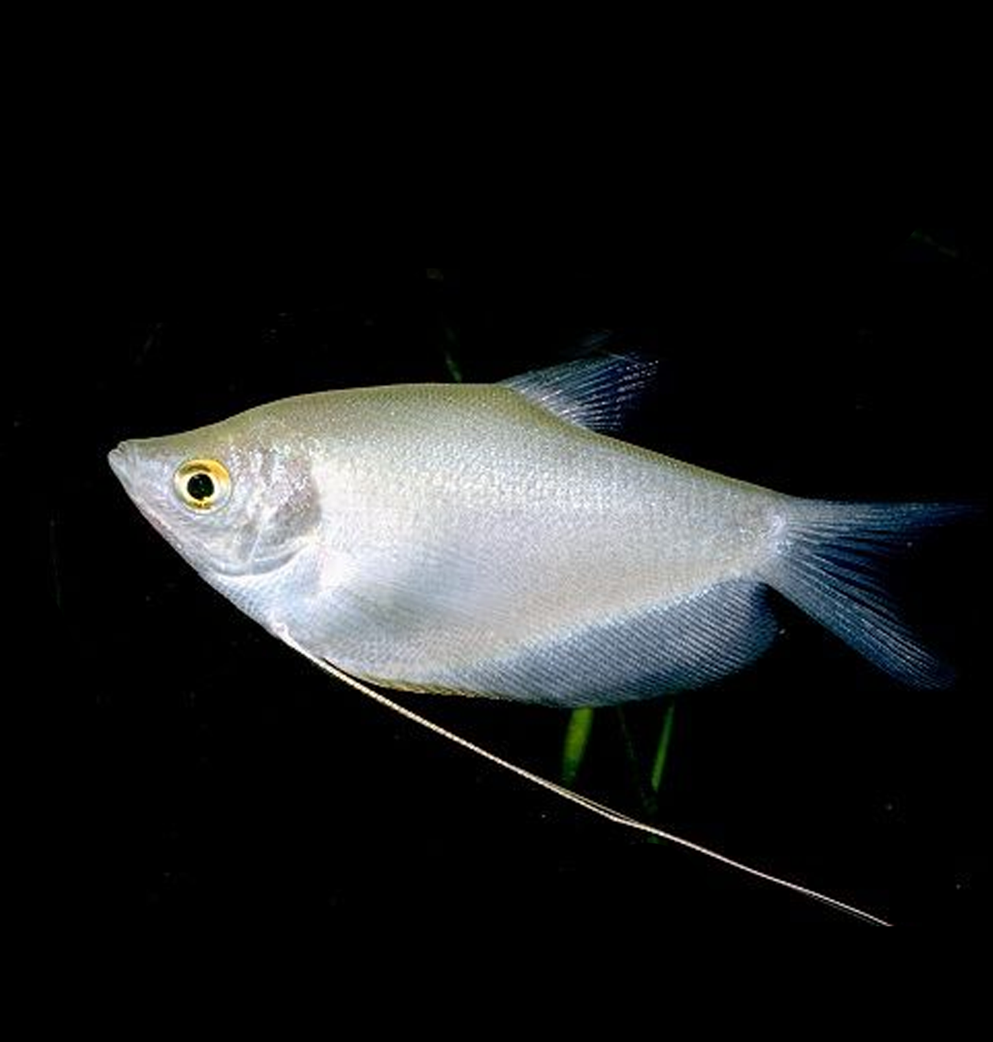 Silver Gourami (Trichogaster microlepis)