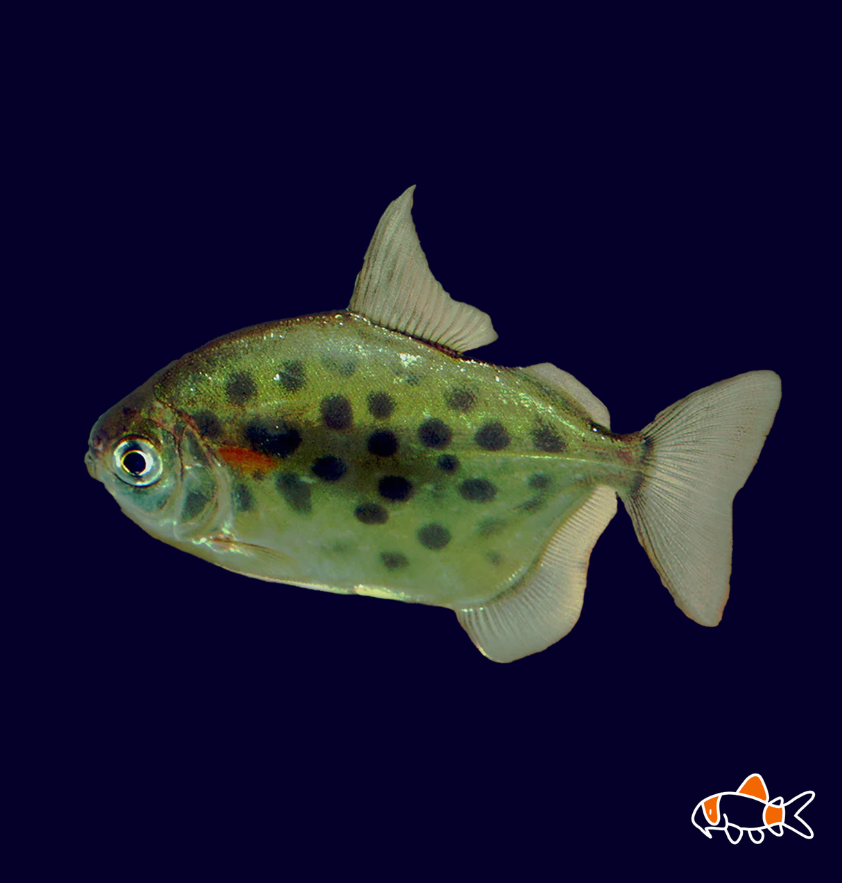 Spotted Silver Dollar Tetra