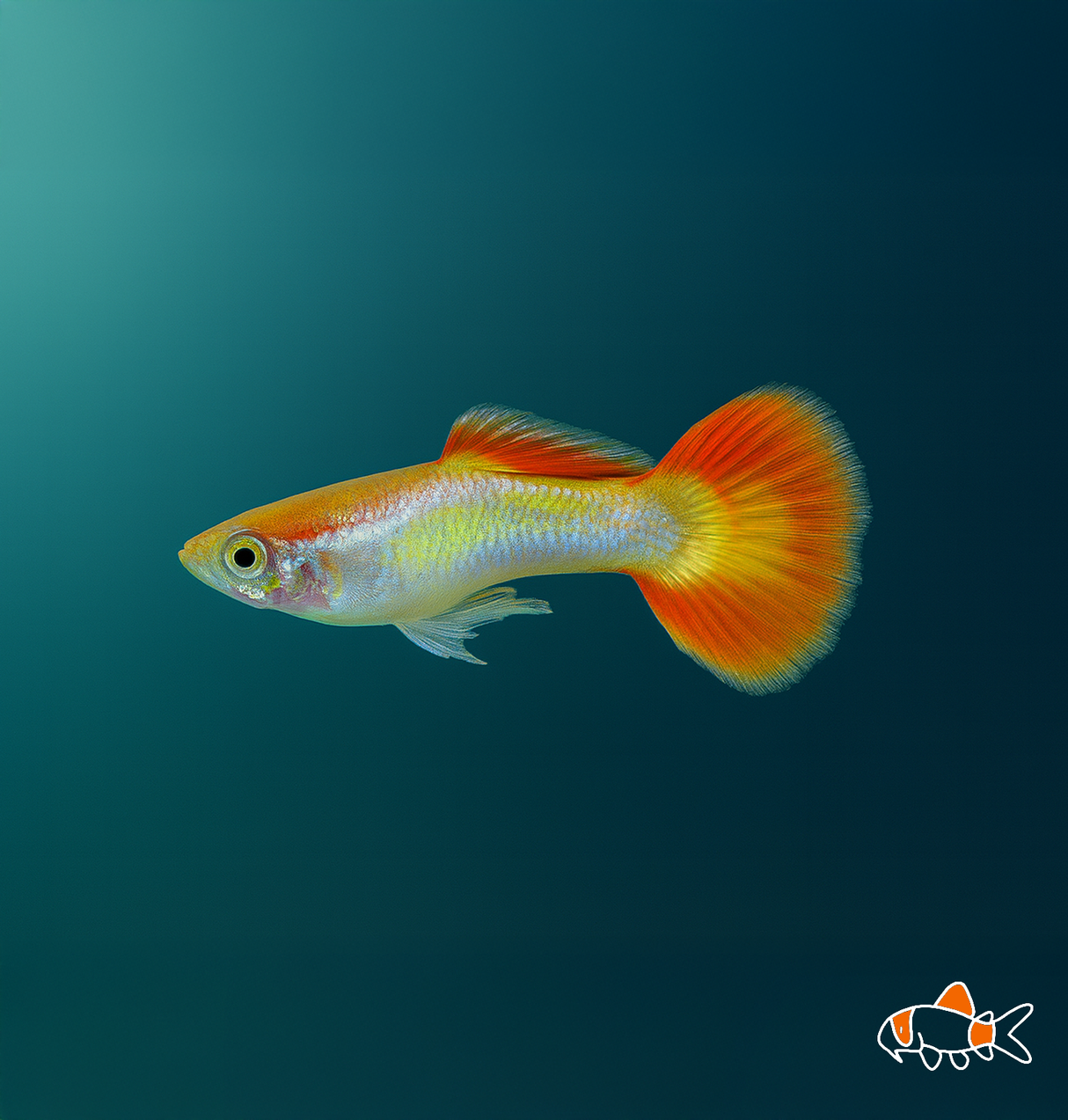 Sunset Guppy | Imported