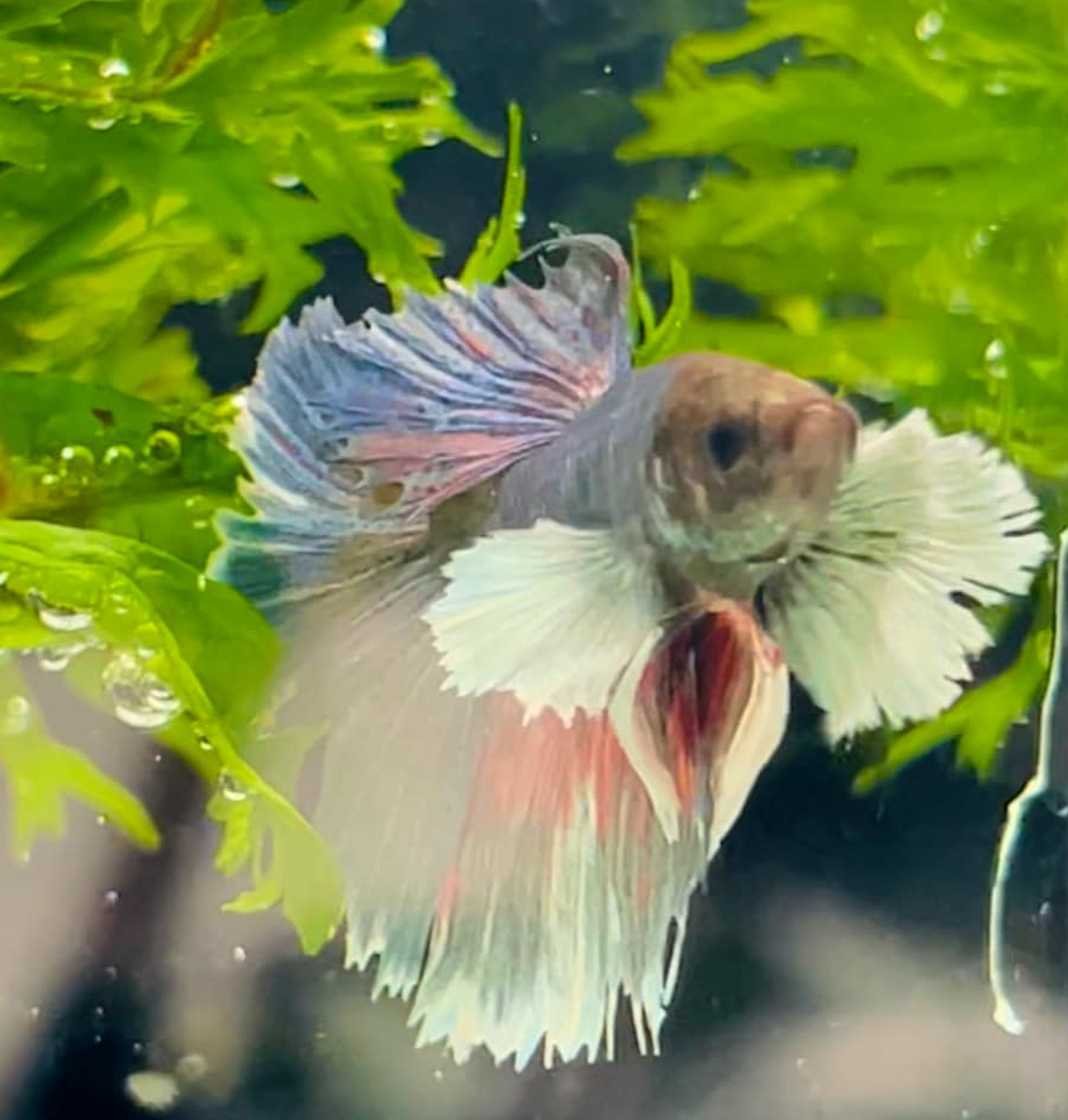 Super Delta Dumbo Male Betta - WYSWYG