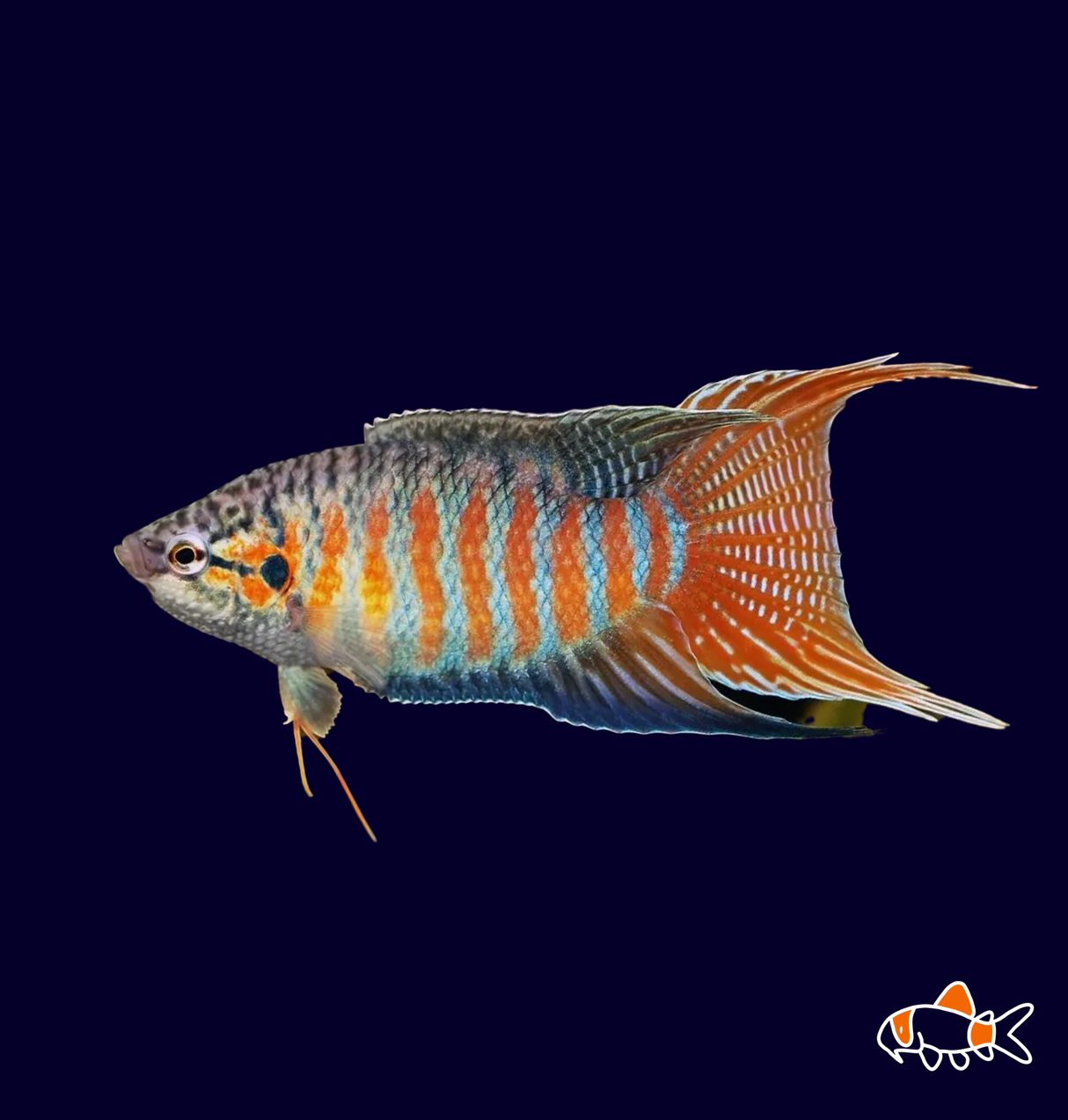 Tiger Paradise Fish (Macropdus Opercularis)