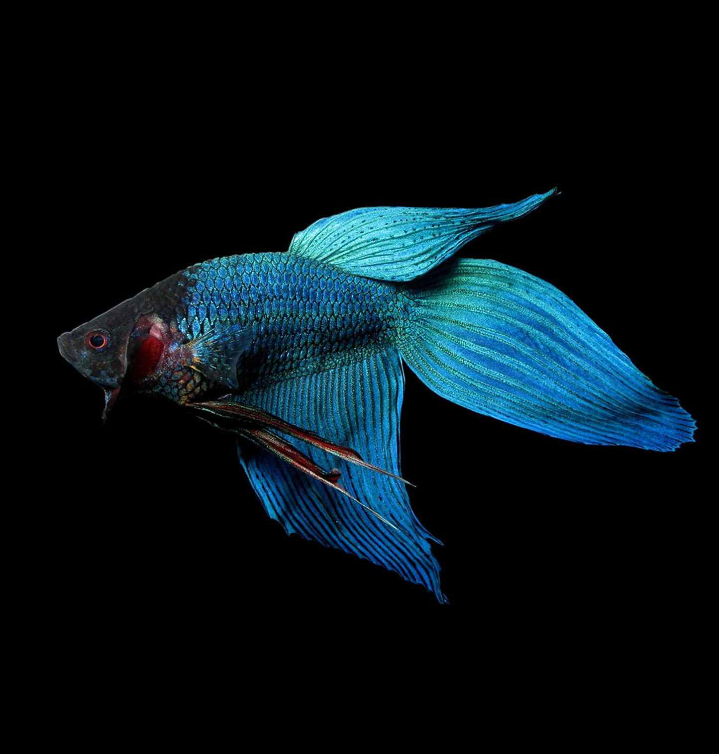 Veil Tail Male Betta - Assorted Colour