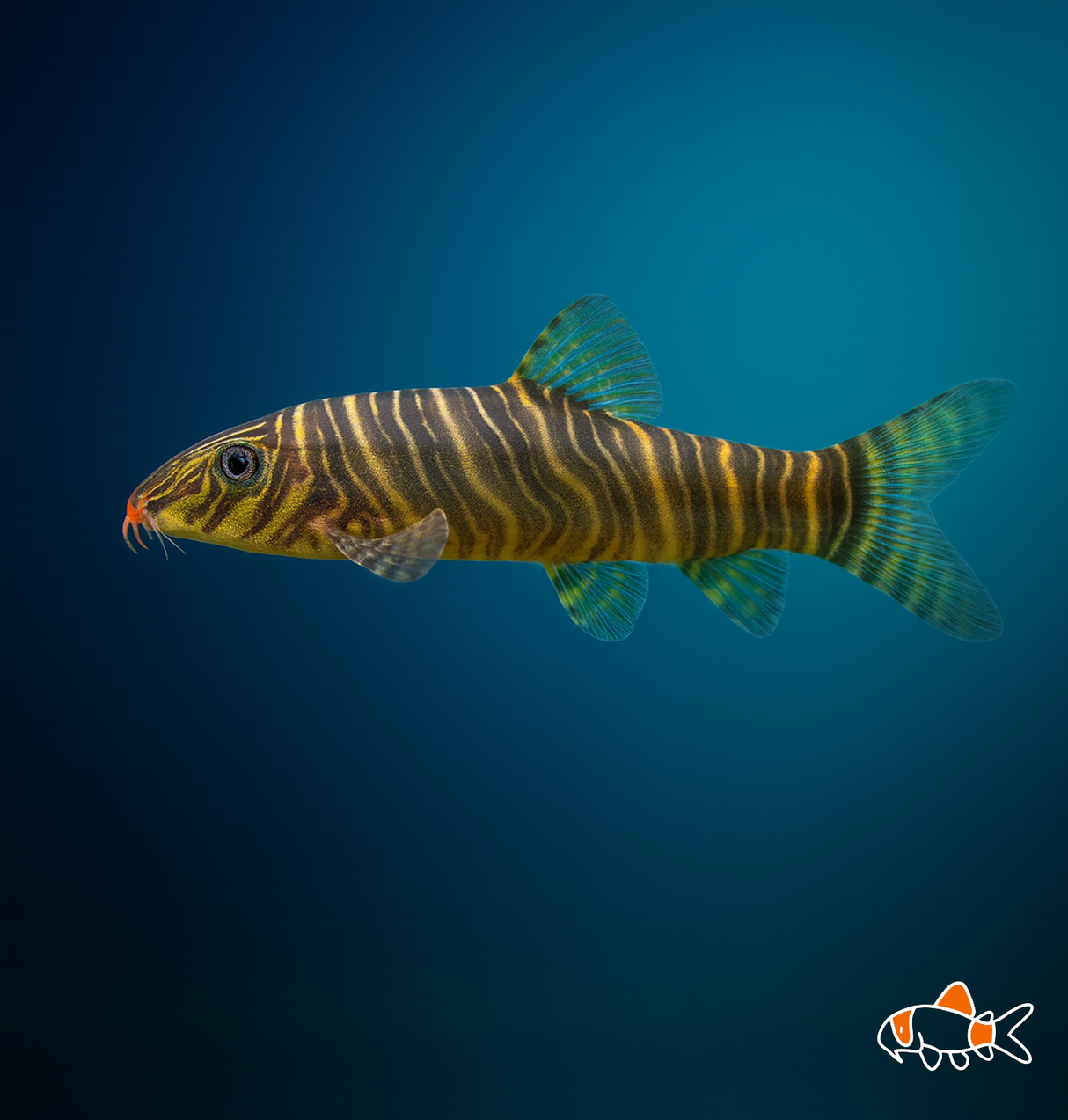 Zebra Loach | Imported