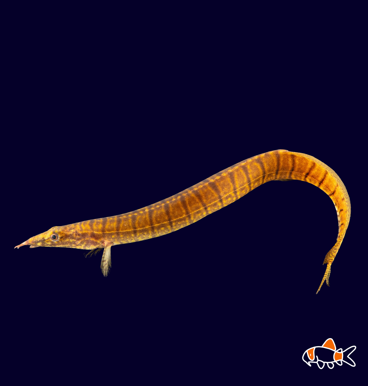 Zebra Spiny Eel